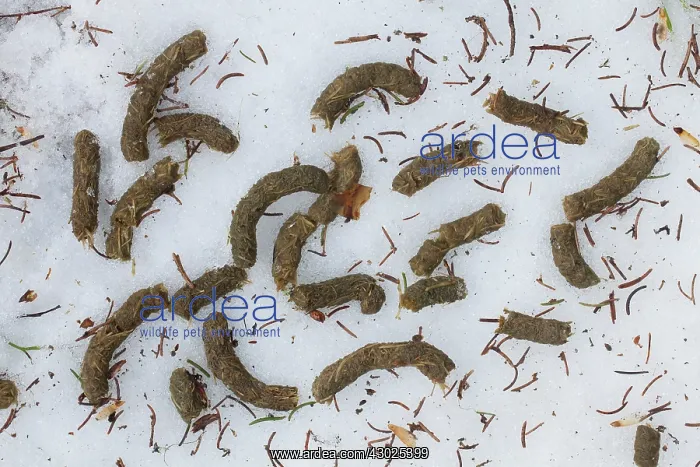 : Capercaillie track Capercaillie droppings in snow Swede : Capercaillie track Capercaillie droppings in snow Swede