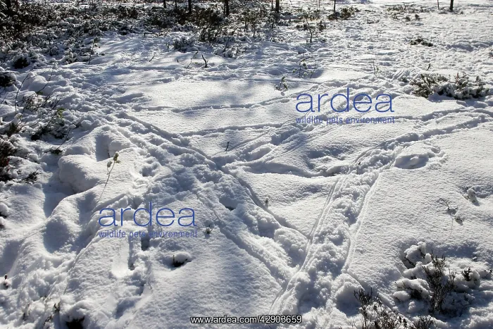 : Capercaillie - tracks in snow : Capercaillie - tracks in snow