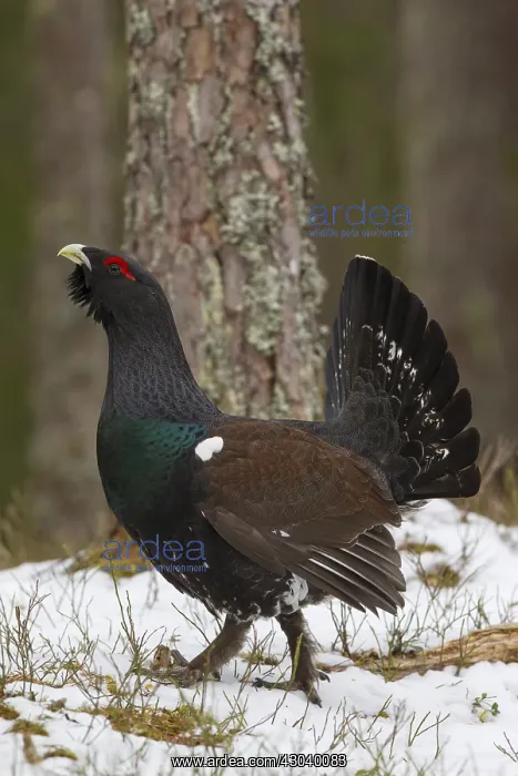 : Capercaillie - young cock displaying - Dalarna, Sweden : Capercaillie - young cock displaying - Dalarna, Sweden