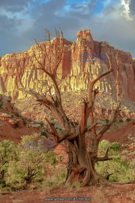 : Capitol Reef National Park : Capitol Reef National Park