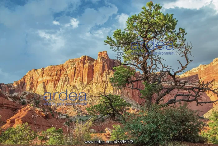: Capitol Reef National Park : Capitol Reef National Park