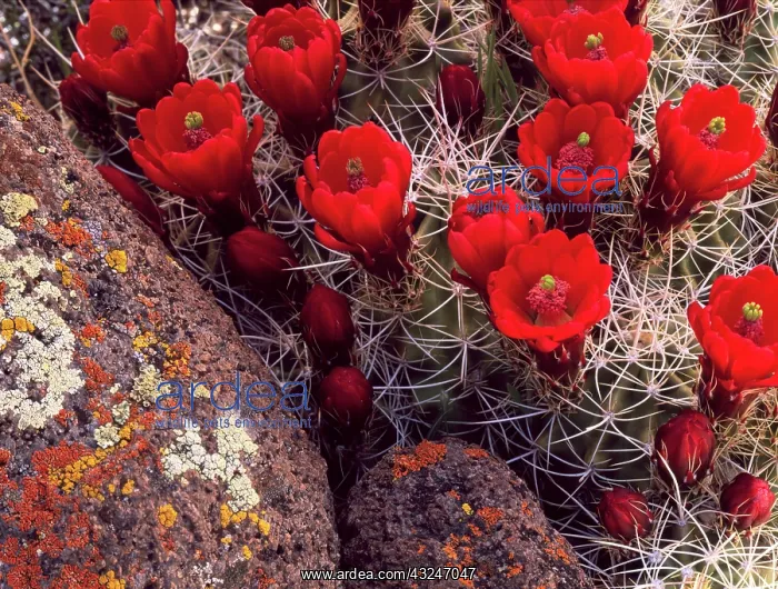: Capitol Reef National Park, Utah. USA. Claret : Capitol Reef National Park, Utah. USA. Claret