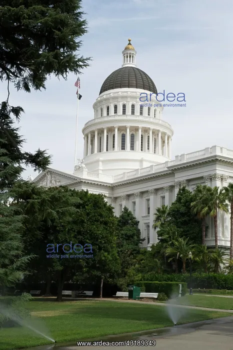 : Capitol in Sacramento, California, USA, North America : Capitol in Sacramento, California, USA, North America