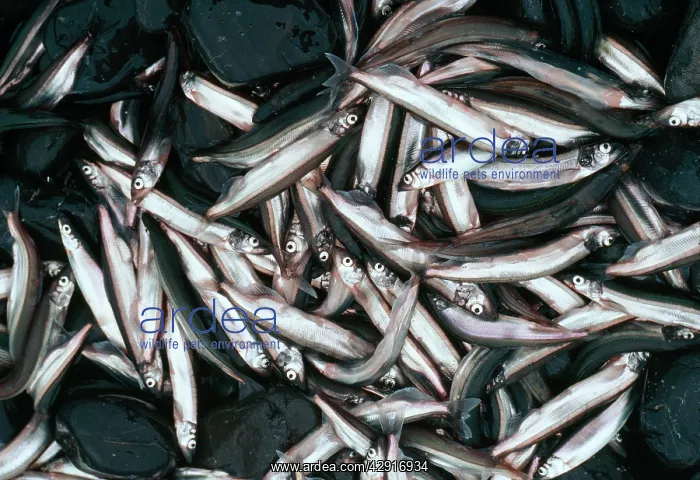 : CAPLIN (Mallotus villosus). Newfoundland, Canada. food for whales, seabirds, cod : CAPLIN (Mallotus villosus). Newfoundland, Canada. food for whales, seabirds, cod