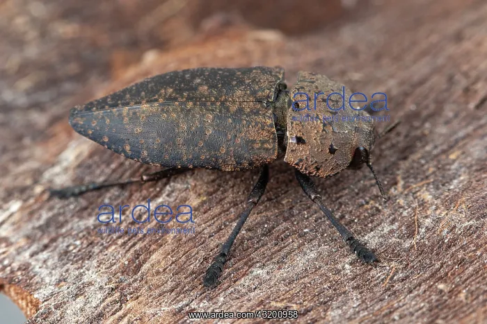 : Capnodis (Capnodis tenebricosa), Tourrette-Levens : Capnodis (Capnodis tenebricosa), Tourrette-Levens