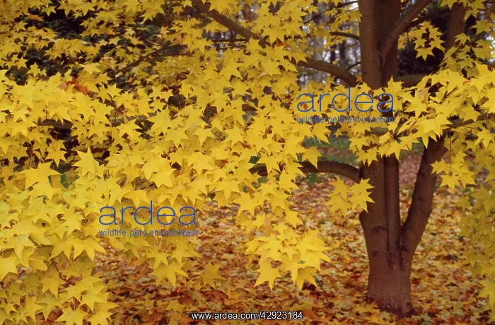 : Cappadocicum Maple Tree : Cappadocicum Maple Tree