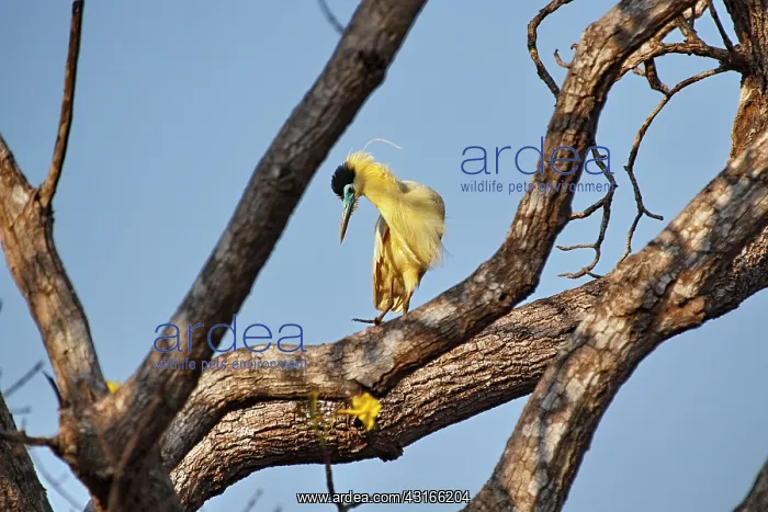 : Capped Heron : Capped Heron