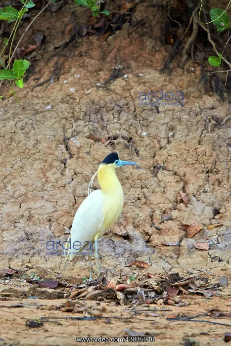 : Capped Heron adult Pantanal area Mato Grosso Brazil : Capped Heron adult Pantanal area Mato Grosso Brazil