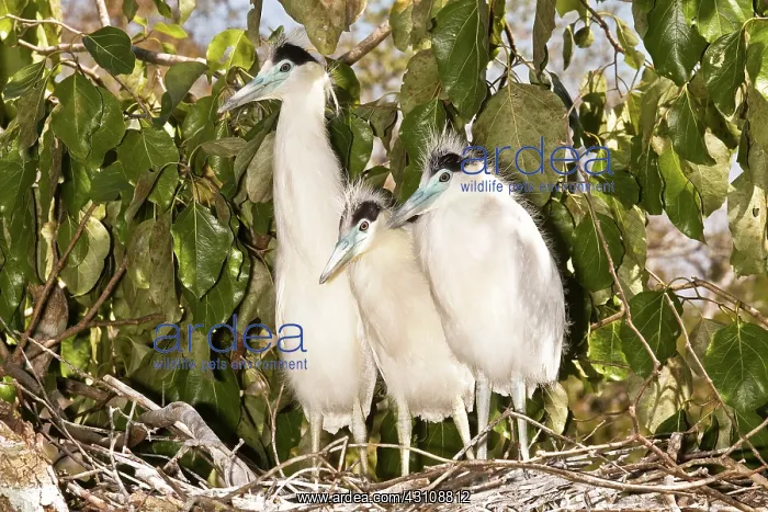 : Capped Heron fledglings in nest : Capped Heron fledglings in nest