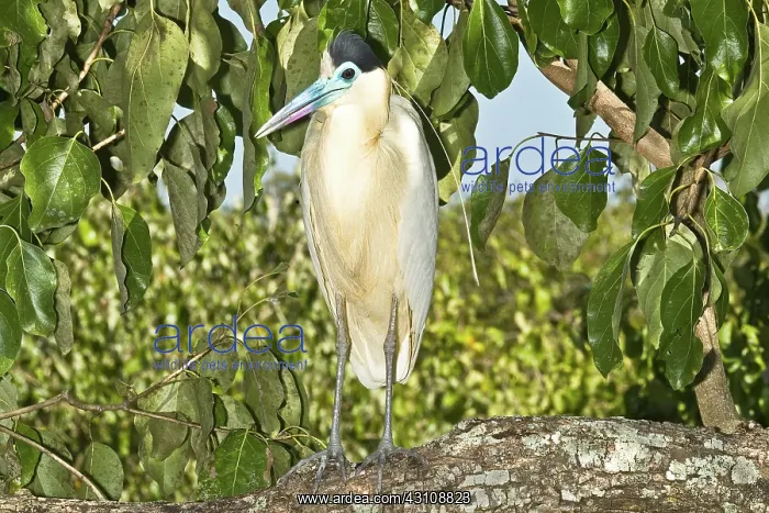 : Capped Heron (Pilherodius pileatus) : Capped Heron (Pilherodius pileatus)