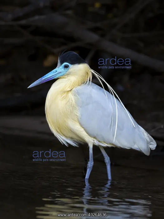 : Capped Heron (Pilherodius pileatus), Mato Grosso : Capped Heron (Pilherodius pileatus), Mato Grosso