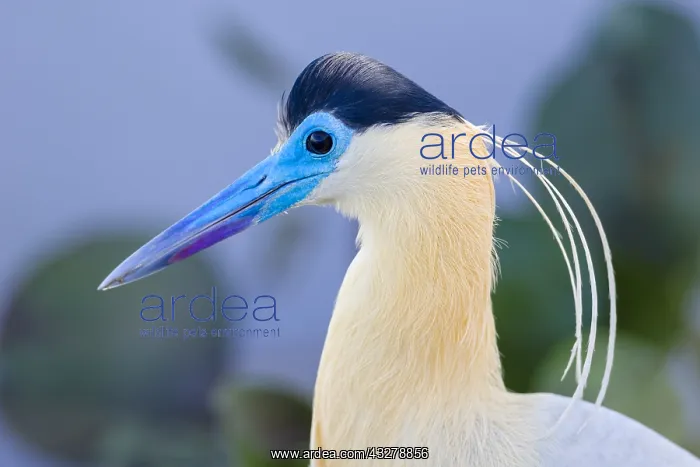: Capped Heron (Pilherodius pileatus) portrait, B : Capped Heron (Pilherodius pileatus) portrait, B