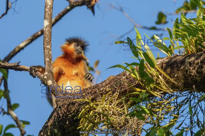 : Capped langur : Capped langur