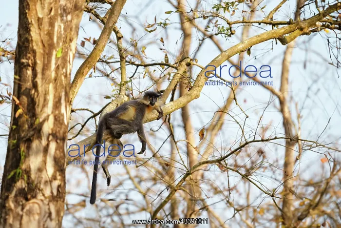 : Capped langur : Capped langur