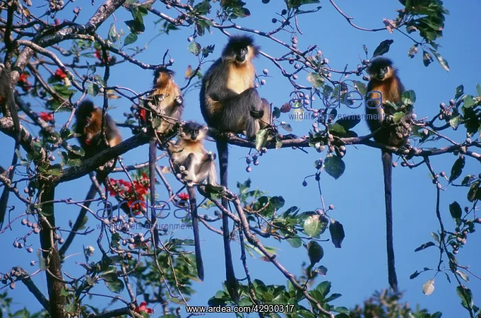 : Capped Langur Monkey : Capped Langur Monkey