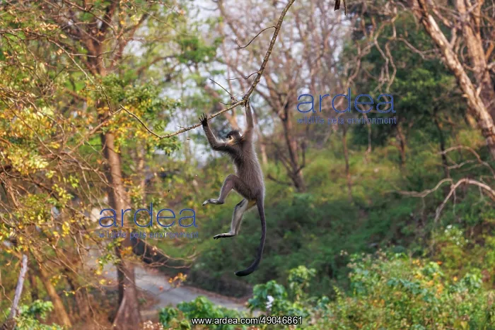 : capped langur (Trachypithecus pileatus) : capped langur (Trachypithecus pileatus)