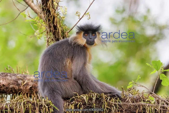 : capped langur (Trachypithecus pileatus) : capped langur (Trachypithecus pileatus)