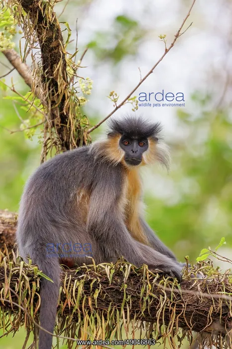 : capped langur (Trachypithecus pileatus) : capped langur (Trachypithecus pileatus)