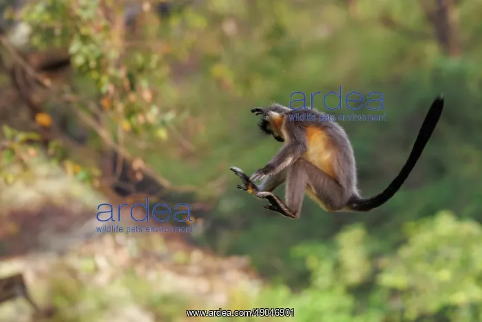 : capped langur (Trachypithecus pileatus) : capped langur (Trachypithecus pileatus)