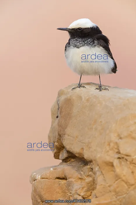 : Capped Wheatear, (Oenanthe monacha), Israel, Middle : Capped Wheatear, (Oenanthe monacha), Israel, Middle
