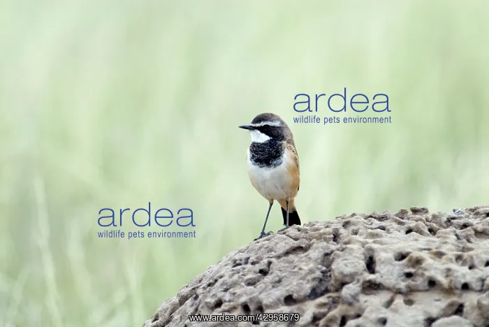 : Capped Wheatear - On termite mound : Capped Wheatear - On termite mound