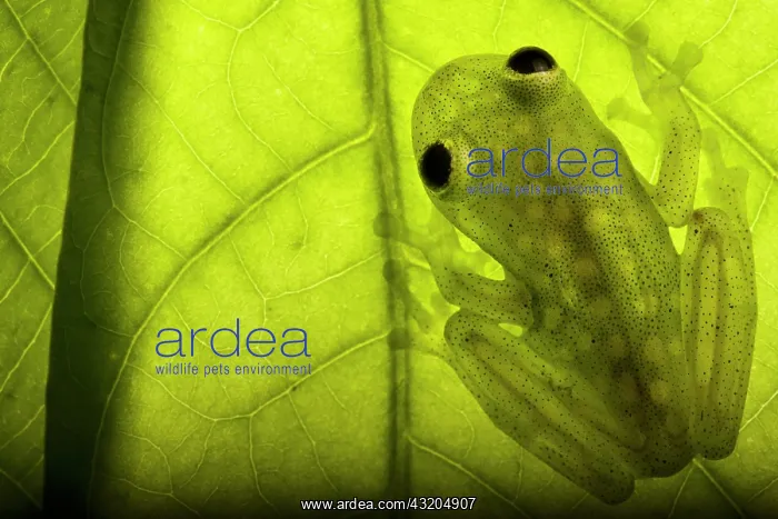  : Cappelei's glassfrog (Hyalinobatrachium cappellei) on a leaf