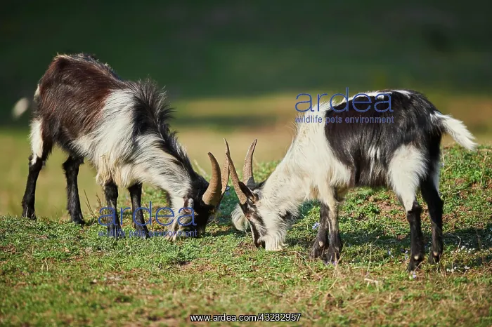 : Two (Capra aegagrus hircus), grazing, Bavaria, Germany : Two (Capra aegagrus hircus), grazing, Bavaria, Germany