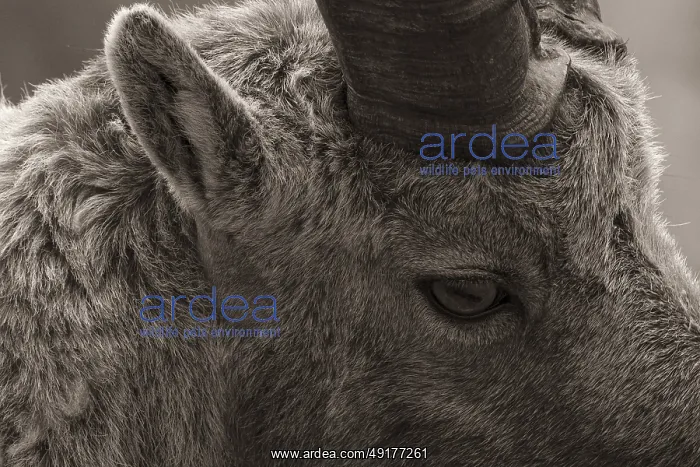 : Capra ibex, Gran Paradiso National Park, Italy : Capra ibex, Gran Paradiso National Park, Italy