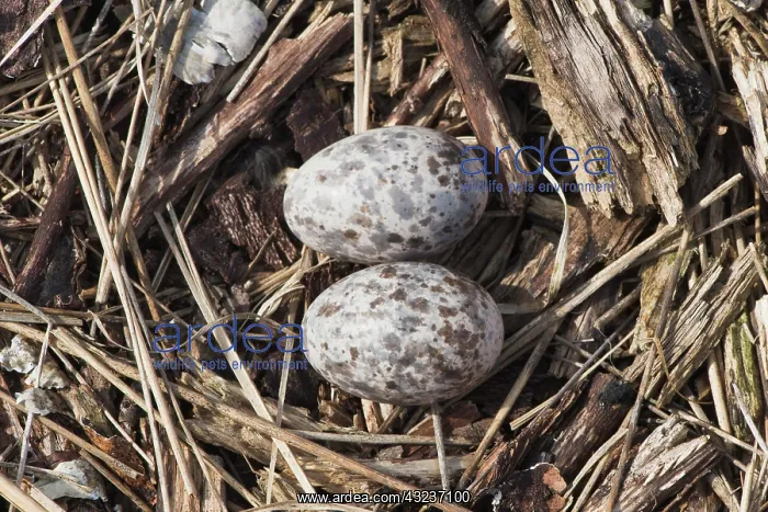 : (Caprimulgus europaeus), clutch with two eggs, Emsland : (Caprimulgus europaeus), clutch with two eggs, Emsland