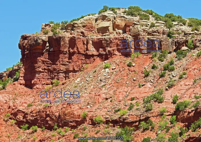 : Caprock Canyon State Park : Caprock Canyon State Park