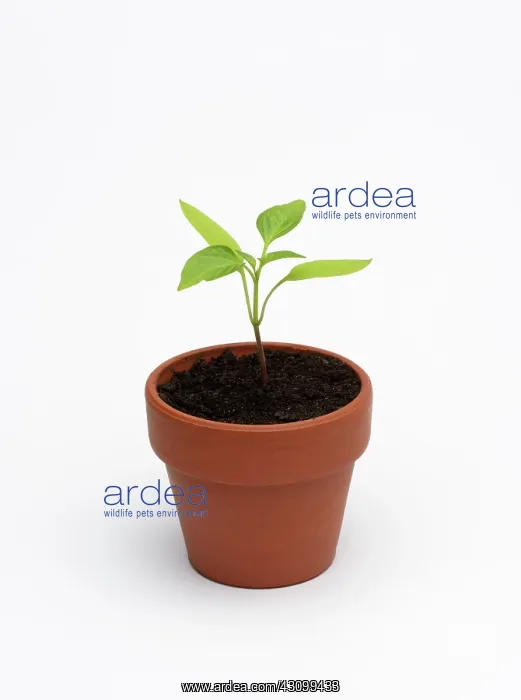 : Capsicum annuum : Capsicum annuum