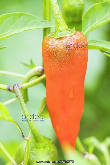  : Capsicum Annuum California Wonder bell pepper