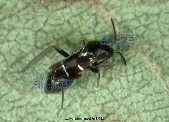 : Capsid Bug : Capsid Bug