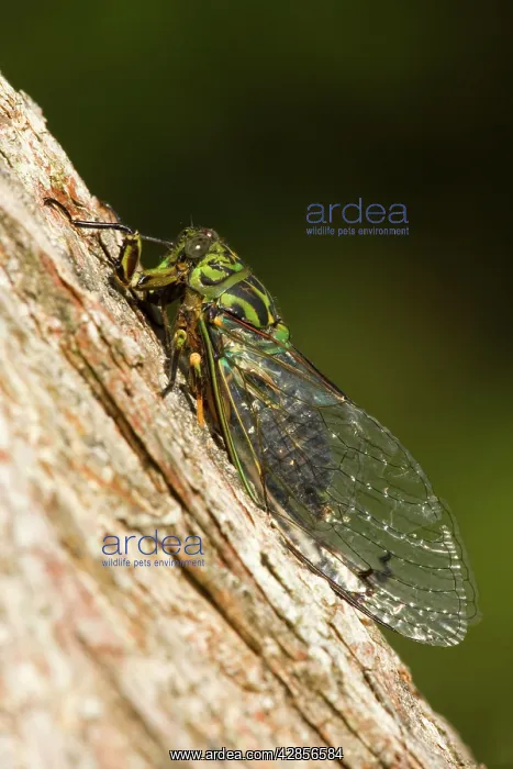 : Captain Cook Cicada - colourful cicada sitting : Captain Cook Cicada - colourful cicada sitting