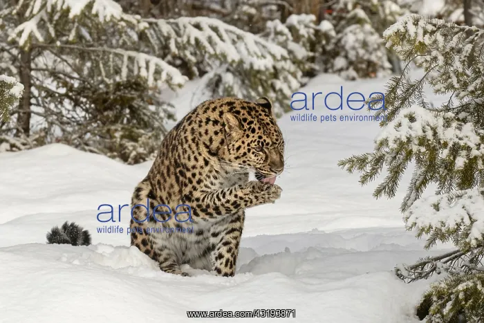 : Captive Amur Leopard in winter, Panthera pardus : Captive Amur Leopard in winter, Panthera pardus