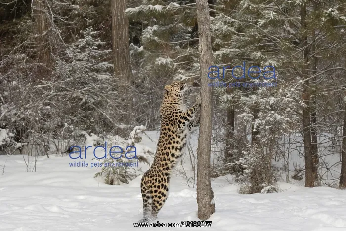: Captive Amur Leopard in winter, Panthera pardus : Captive Amur Leopard in winter, Panthera pardus