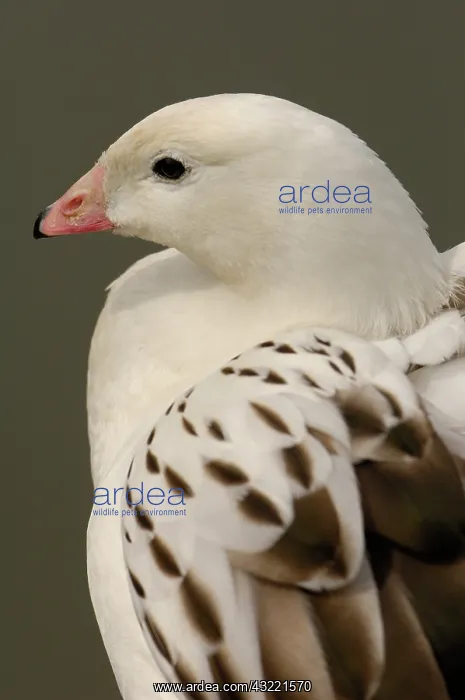 : A captive Andean Goose (Chloephaga Melanoptera) : A captive Andean Goose (Chloephaga Melanoptera)