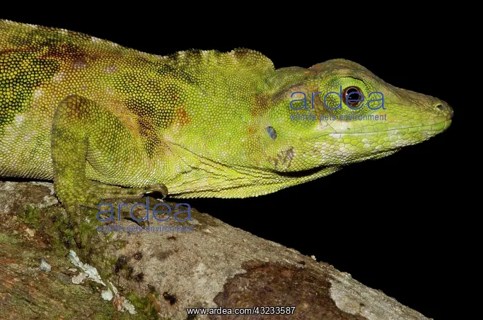 : Captive Anole Lizard (Anolis princeps) : Captive Anole Lizard (Anolis princeps)