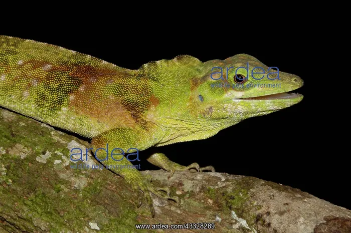 : A captive Anole Lizard (polychrotidae, Anolis : A captive Anole Lizard (polychrotidae, Anolis