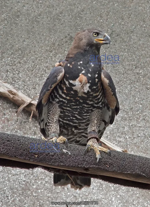 : Captive Crowned eagle, Stephanoaetus coronatus : Captive Crowned eagle, Stephanoaetus coronatus