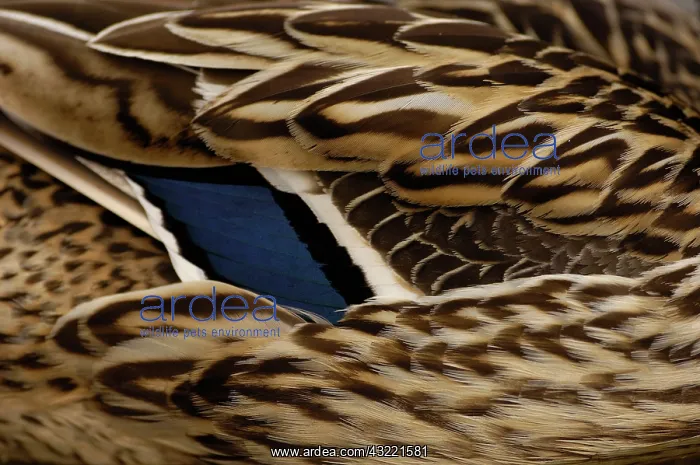 : A captive Mallard (Anas platyrhynchos) : A captive Mallard (Anas platyrhynchos)