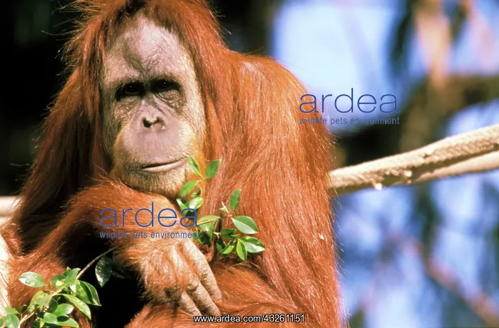 : Captive orangutan, or pongo pygmaeus : Captive orangutan, or pongo pygmaeus