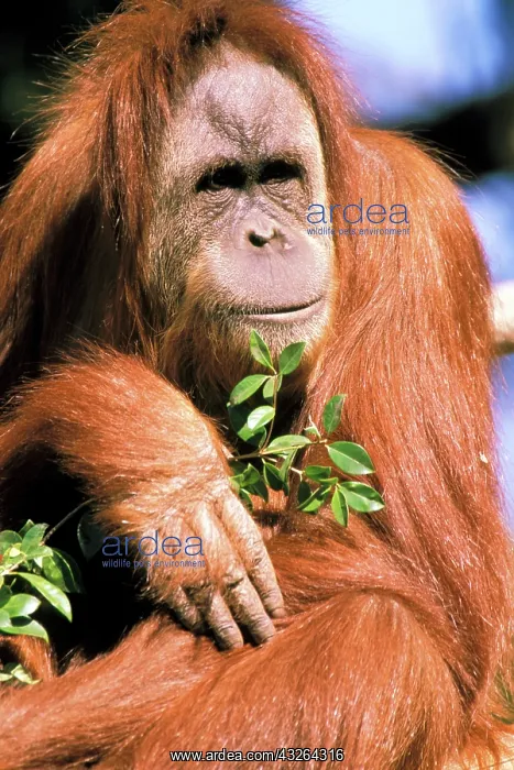 : Captive orangutan, or pongo pygmaeus : Captive orangutan, or pongo pygmaeus