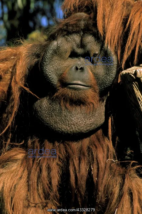 : Captive orangutan, or pongo pygmaeus : Captive orangutan, or pongo pygmaeus
