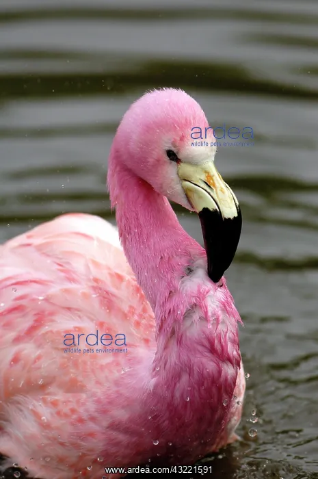 : A captive photo of a Andean Flamingo (Phoenicoparrus : A captive photo of a Andean Flamingo (Phoenicoparrus