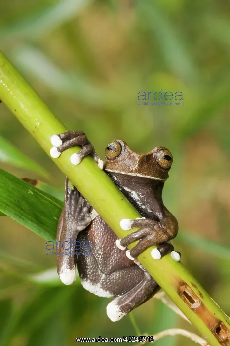 : Captive Tapichalaca Tree Frog (Hyloscirtus : Captive Tapichalaca Tree Frog (Hyloscirtus