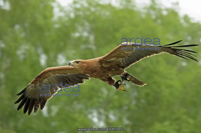 : A captive tawny eagle : A captive tawny eagle