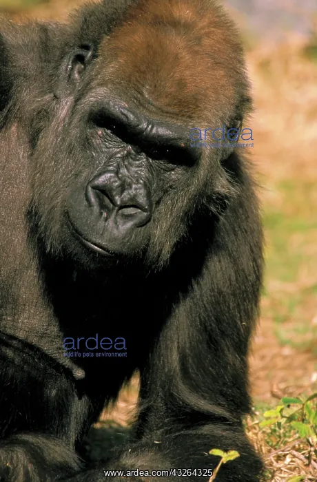: Captive western lowland gorilla : Captive western lowland gorilla