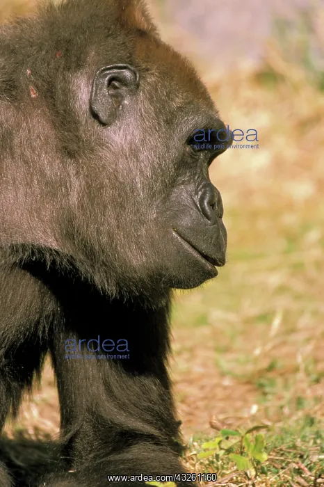 : Captive western lowland gorillas, or gorilla : Captive western lowland gorillas, or gorilla