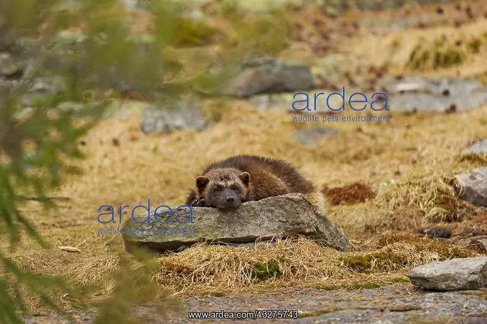: Captive Wolverine (Gulo gulo) resting on a rock : Captive Wolverine (Gulo gulo) resting on a rock